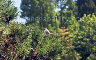 shore pine bird