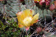 cactus blossom image
