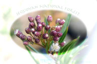 flowers of Sequoyah flowers of Sequoyah
